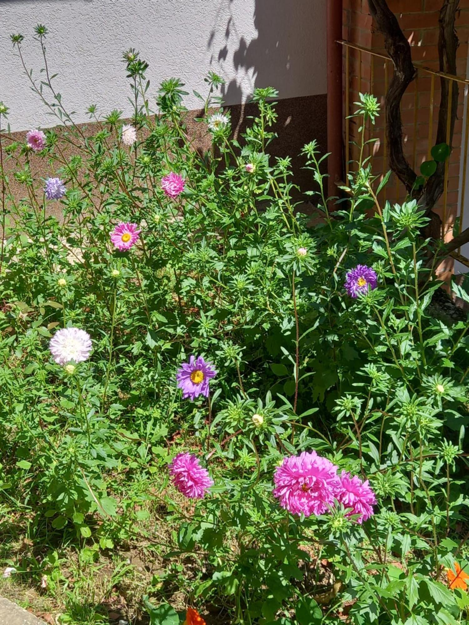 Mala Kuca Apartment Foca Exterior photo